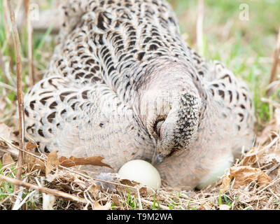 Eine Henne Ringneck pheasant auf einem Nest von Eiern in South Dakota Stockfoto