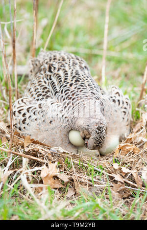 Eine Henne Ringneck pheasant auf einem Nest von Eiern in South Dakota Stockfoto