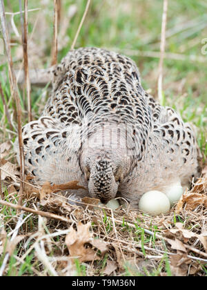 Eine Henne Ringneck pheasant auf einem Nest von Eiern in South Dakota