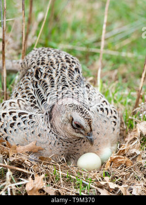 Eine Henne Ringneck pheasant auf einem Nest von Eiern in South Dakota Stockfoto