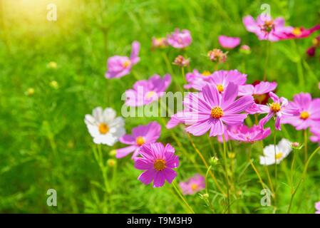 Schöne rosa Cosmos Blumen im grünen Bereich Stockfoto