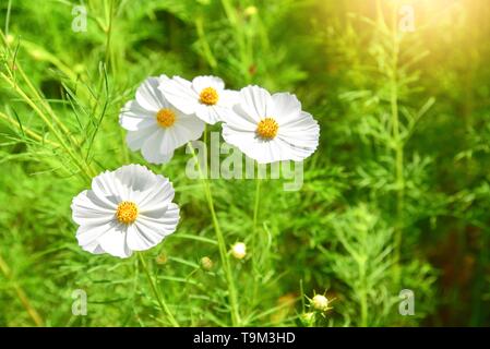 Nahaufnahme Blick auf die weissen Cosmos Blumen in einem Garten Stockfoto