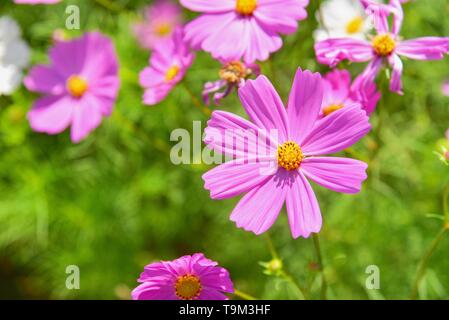Blühende Rosa Cosmos Blumen an Jim Thompson Farm Stockfoto