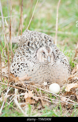 Eine Henne Ringneck pheasant auf einem Nest von Eiern in South Dakota Stockfoto