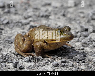 Nahaufnahme eines Bull Frog sitzen auf der Straße Stockfoto