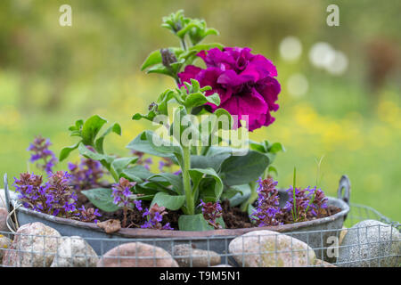 Terry purple petunia Blumen im Garten an einem sonnigen Tag in einem dekorativen Gabionen mit Steinen im rustikalen Stil Stockfoto