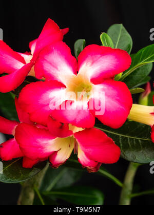 White throated roten Blüten der Sukkulente Zimmerpflanze, adeniums obesum 'Fun', das Desert Rose Stockfoto