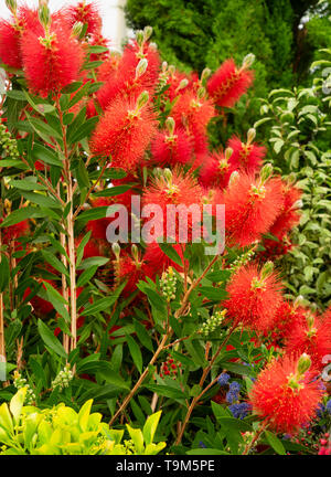 Roten staubgefäßen Massierten der Frühling in den Sommer blühende Australische Callistemon bottlebrush, 'Lena' Stockfoto