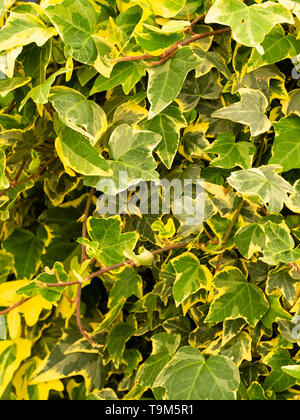 Gelb bunte Laub der Hardy Zierpflanzen Efeu, Hedera helix 'Golden Esther' Stockfoto