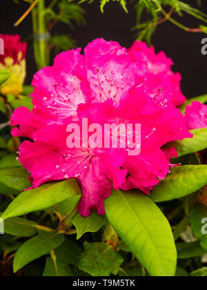 Groß, rot-rosa späten Frühling Blumen im Dachstuhl der großen Leaved Rhododendron, Rhododendron 'Caractacus' Stockfoto