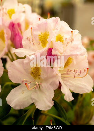 Große Blüten der späten Frühling rosa gespült weißen Blüten der Catawba rosebay Sorte, Rhododendron catawbiense "Album" Stockfoto