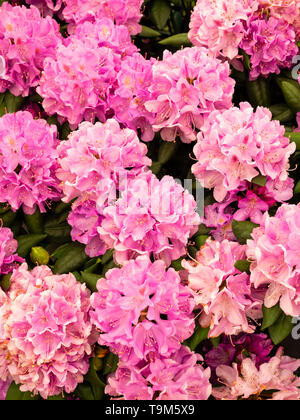 Große Dolden des späten Frühling rosa Blüten der Catawba rosebay Sorte, Rhododendron catawbiense 'Roseum Elegans' Stockfoto