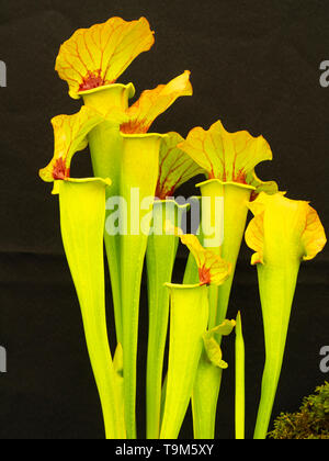 Hoch die Krüge mit rot geäderten Hauben der fleischfressenden Amerikanischen Kannenpflanze, Sarracenia x catesbaei 'Goldenen Adler' Stockfoto