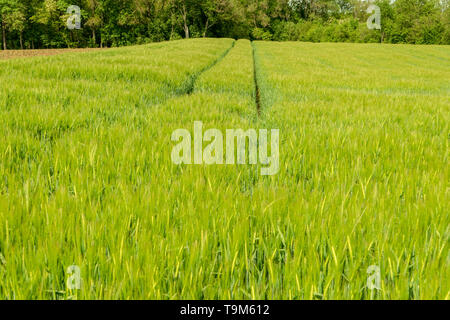 Traktor Titel in einer neuen Müsli Feld sehr grün und frisch Stockfoto