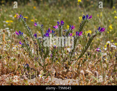 Blau und Rosa Blüten von der Viper - bugloss, Echium plantagineum Stockfoto