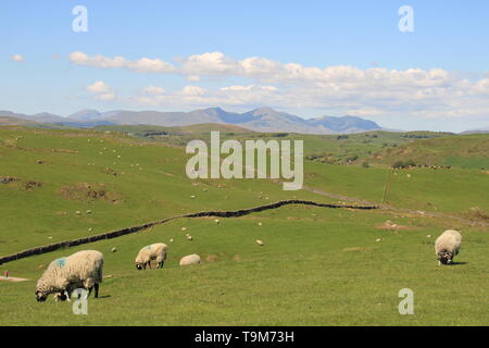 UK Ulverston, Cumbria. Panoramablick von hoad Hill Ulverston, Furness Halbinsel. Stockfoto