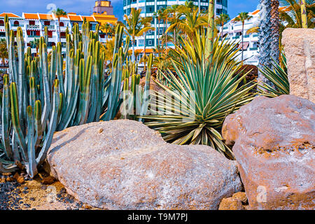 Closeup agave Cactus, abstrakte natürlichen Hintergrund und Textur, im Hintergrund Palmen. Teneriffa, Spanien Stockfoto