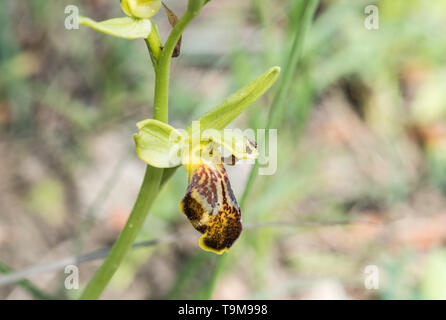Blume der Orchidee Ophrys leucadica Stockfoto