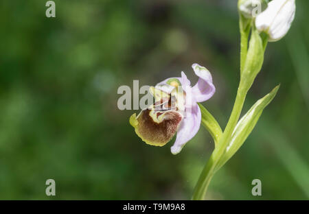 Blume der Türkischen endemischen Orchidee Ophrys lyciensis nur in SW Region Antalya gefunden Stockfoto