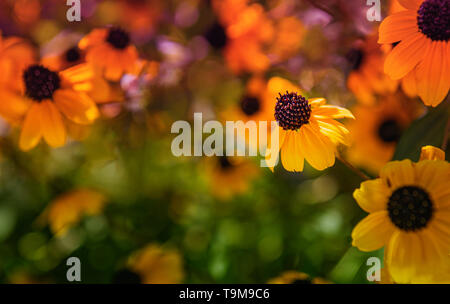 Helles orange Echinacea Blume mit konischer schwarz und violett. Unfocused Wiese mit anderen orange und rosa Blumen im Hintergrund. Selektive konzentrieren. Stockfoto