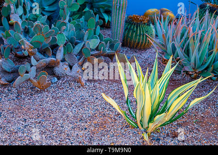 Blick auf unterschiedliche Arten von Kakteen an der Küste von Playa de las Americas, Teneriffa, Kanarische Inseln, Spanien. April 29, 2019. Stockfoto
