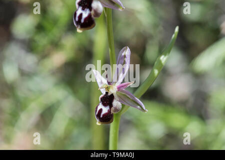 Blume von Reinhold der Biene - Orchidee (Ophrys reinholdii) Stockfoto