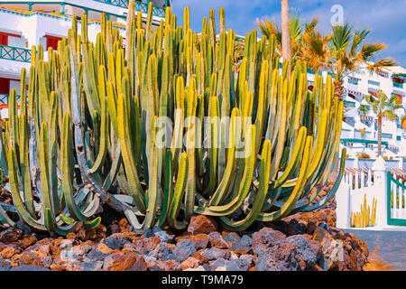 Blick auf unterschiedliche Arten von Kakteen an der Küste von Playa de las Americas, Teneriffa, Kanarische Inseln, Spanien. April 29, 2019. Stockfoto