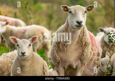 Nahaufnahme der beiden Schafe stehen und Stockfoto