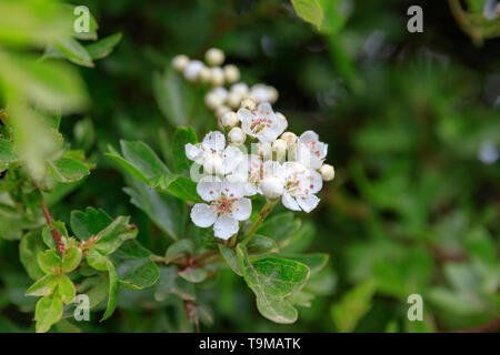 Weißdorn blüht Crataegus rhipidophylla wächst in einem Lincolnshire hedgerow Stockfoto