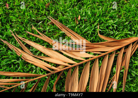 Trockene coconut Leaf auf grünem Gras Stockfoto