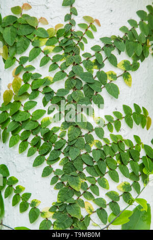 Kletterpflanzen auf weißer Wand Hintergrund Stockfoto