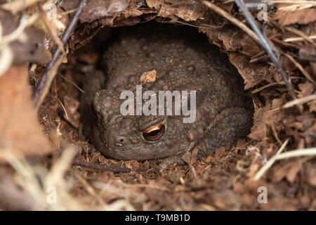 Nahaufnahme einer erdkröte (Bufo bufo) in ein Loch oder einen Graben im Boden, Großbritannien Stockfoto