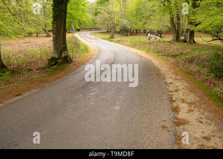 Verwinkelten Asphaltstraße im New Forest, Hampshire, England, Großbritannien Stockfoto