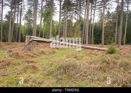 Gefallen und split Pine Tree Trunk in der alten New Forest, Hampshire, England, Großbritannien Stockfoto