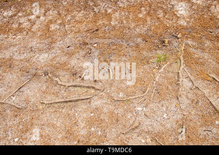 Waldboden mit Wurzeln und Tannennadeln im New Forest, Hampshire, England, Großbritannien Stockfoto