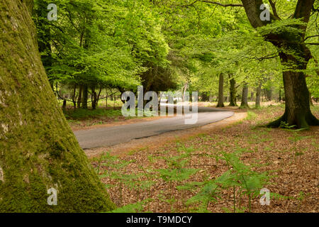 Schmale Straße schlängelt sich durch den Wald - in der alten New Forest, Hampshire, England, Großbritannien Stockfoto