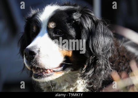 In der Nähe von Vieh Berner Sennenhund, Deutschland Stockfoto