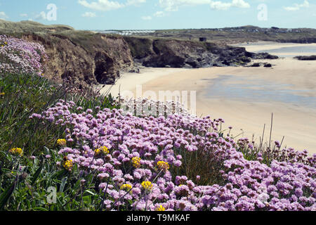 Meer Sparsamkeit) Armeria maritima) oben Gwithian Beach, Cornwall wachsen Stockfoto