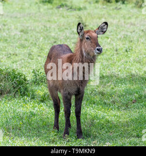 Junge Wasserbock, (Kobus ellipsiprymnus) im Ngorongoro Krater, Tansania Stockfoto