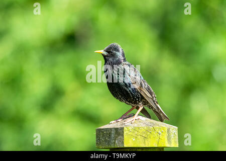 Starling, Wissenschaftlicher Name: Sturnus Vulgaris. Nach Starling thront auf einem fencepost mit unscharfem Hintergrund. Nach links. Horizontale. Landschaft, Stockfoto