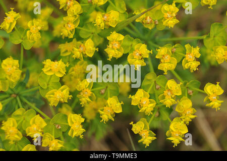 Makrofotografie von Gelb hüllblätter von euphorbia cypriassis, Zypressen Wolfsmilch Stockfoto