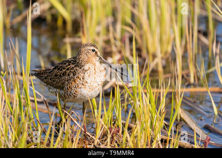 Short-billed Dowitcher Nahrungssuche bei Potter Marsh in Southcentral Alaska. Stockfoto