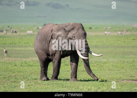 Große Elefanten weiden auf den Frühling Gras, Ngorongoro Krater, Tansania Stockfoto