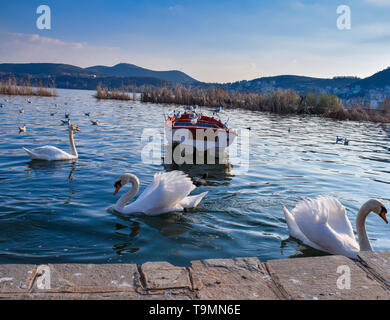 Baum swimmingpool Schwäne und andere Vögel in Orestiada See, Kastoria, Griechenland. Stockfoto