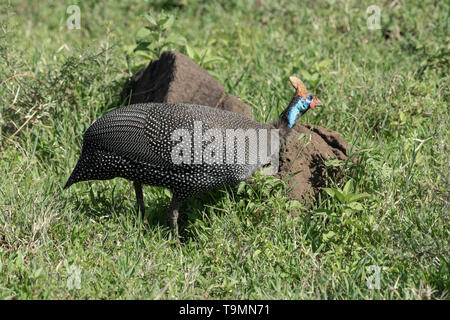 Behelmte guineafowl (Numida meleagris) durch eine termite Nest im grünen Gras, Ngorongoro Krater, Tansania Stockfoto