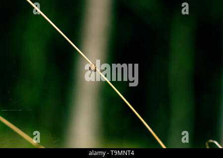 Eine kleine Spinne sitzt auf einem Stiel mit Gras über eine Wiese in den Wald. Spinne webt ein Netz für den Fang von Beute. Stockfoto