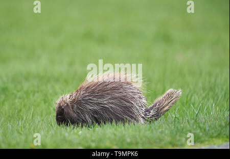 Eine junge Nordamerika stachelschwein Erethizon dorsatum, (), Upper Clements, Annapolis Royal, Nova Scotia, Kanada Stockfoto