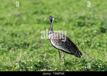 Schwarz-bellied bustard (korhaan, Lissotis melanogaster) im grünen Gräser, Ngorongoro Krater, Tansania Stockfoto