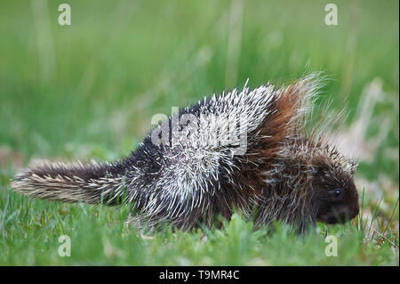 Eine junge Nordamerika Stachelschwein (Erethizon dorsatum), wirft die Stacheln auf dem Rücken in einer Bedrohung Anzeige, Upper Clements, Annapolis Royal, Nova Scotia Stockfoto