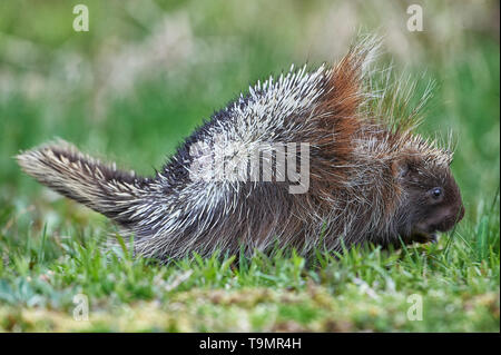 Ein junger Igel (Erethizon dorsatum), Upper Clements, Annapolis Royal, Nova Scotia, Kanada Stockfoto